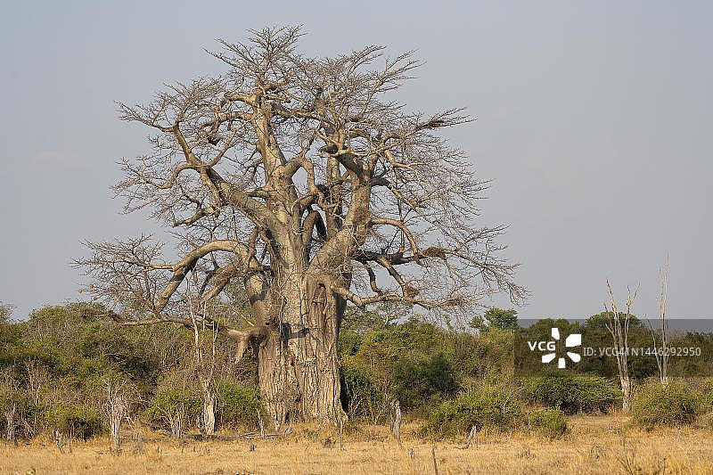 猴面包树，又称非洲猴面包树（Adansonia digitata），南卢安瓜，赞比亚图片素材