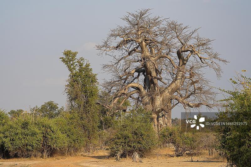 猴面包树，又称非洲猴面包树（Adansonia digitata），南卢安瓜，赞比亚图片素材