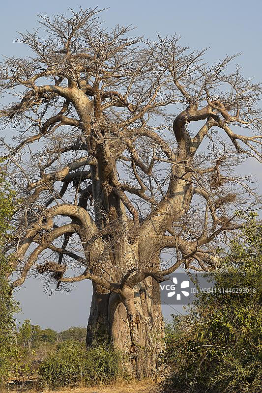 猴面包树（非洲猴面包树），织布鸟巢穴，赞比亚南卢安瓜图片素材
