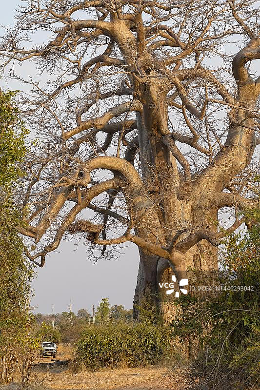 猴面包树,又称非洲猴面包树(Adansonia digitata),与越野车的尺寸比较,赞比亚南卢安瓜图片素材