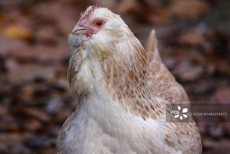 德国三文鱼鸡：稀有家鸡品种图片素材