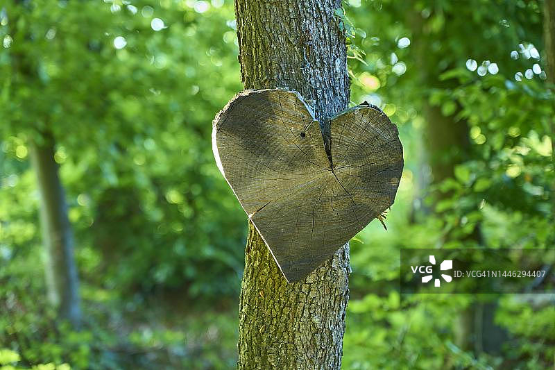 木材、心形、树木、春天，弗兰肯瑞士，巴伐利亚，德国图片素材