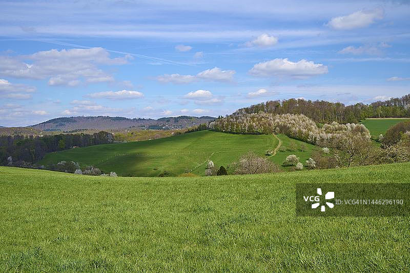 德国黑森州，弗克尔斯巴赫，樱桃树草地春景图片素材