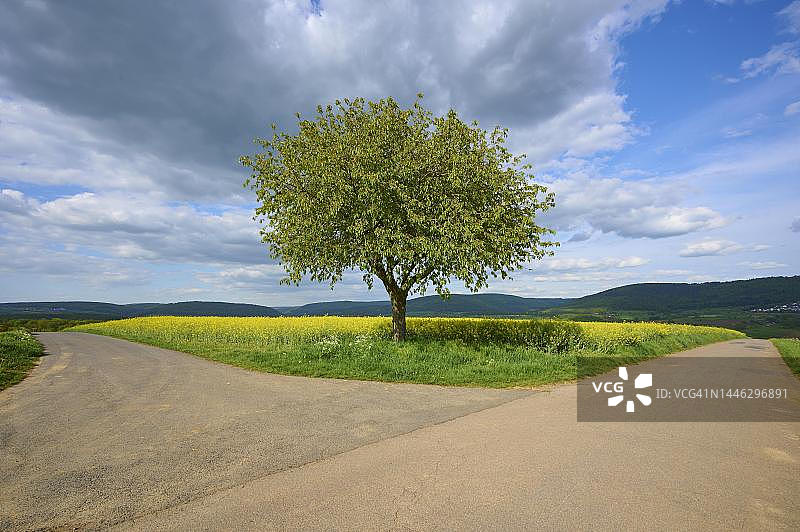 岔路口的樱桃树和油菜田，德国巴伐利亚图片素材