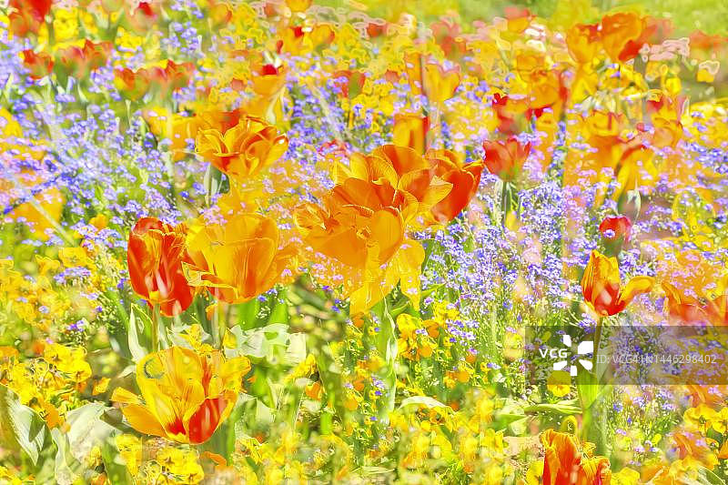 创意艺术花卉摄影，郁金香，黄色异化花卉，植物，花卉混合，德国图片素材