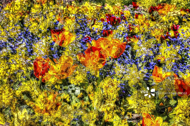 创意艺术郁金香花卉摄影（德国）图片素材