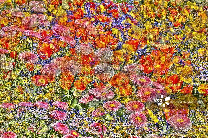 雏菊创意艺术照片：德国植物花卉混合图片素材