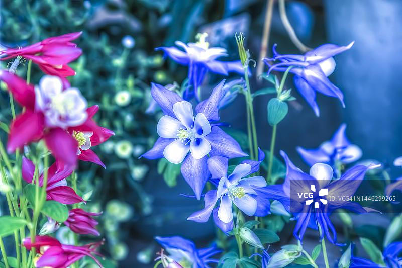 创意艺术花卉拍摄：耧斗菜、毛茛、紫红色花朵图片素材