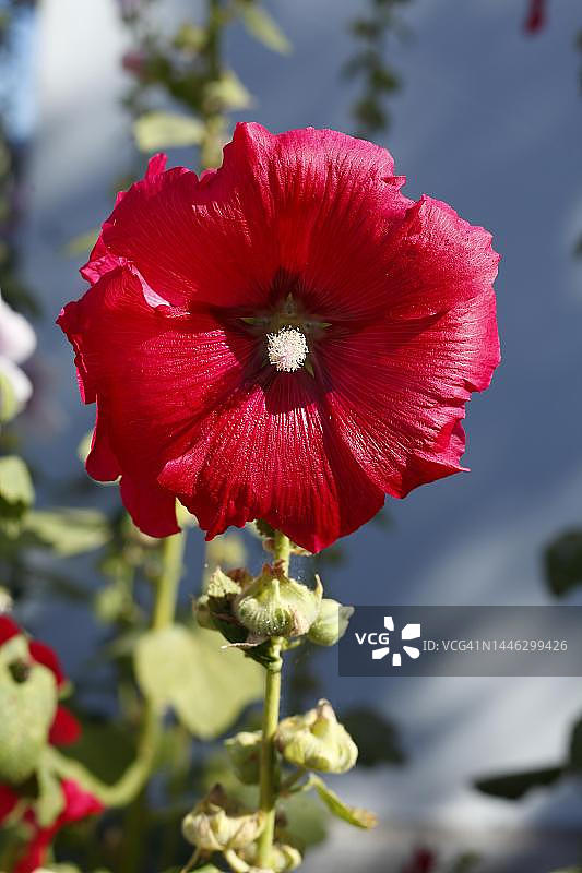 德国的红色蜀葵花图片素材