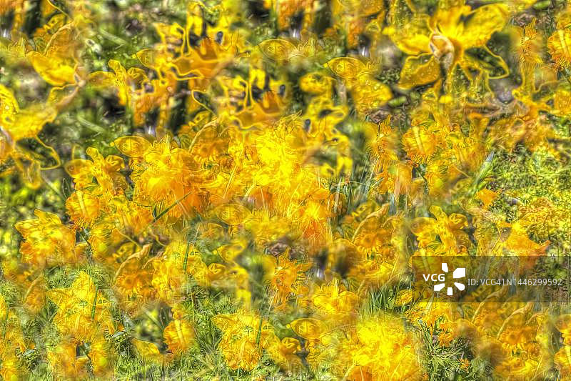 创意艺术鲜花：德国黄色水仙花图片素材