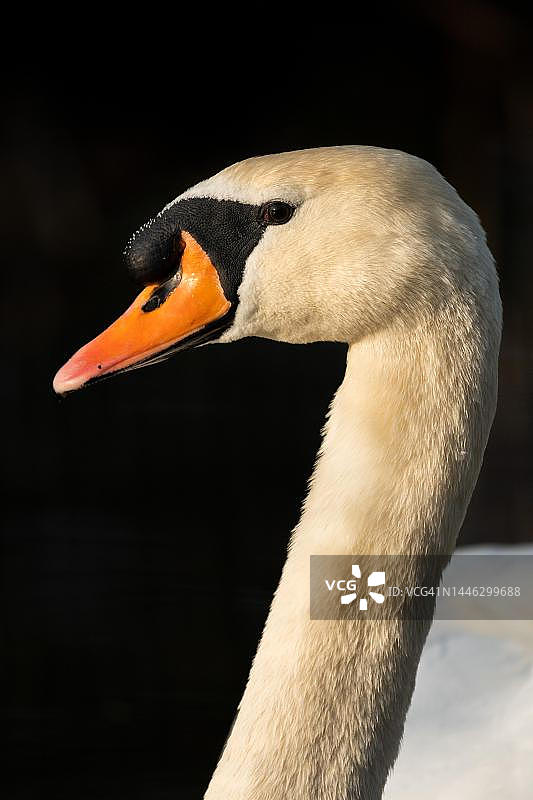 德国巴登-符腾堡州斯图加特罗森斯坦公园的疣鼻天鹅图片素材