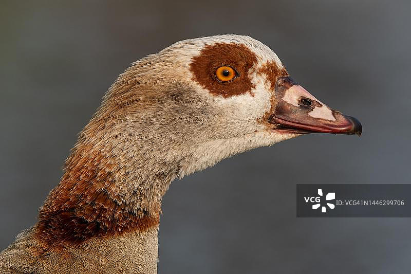 德国巴登-符腾堡州斯图加特，埃及雁动物画像图片素材