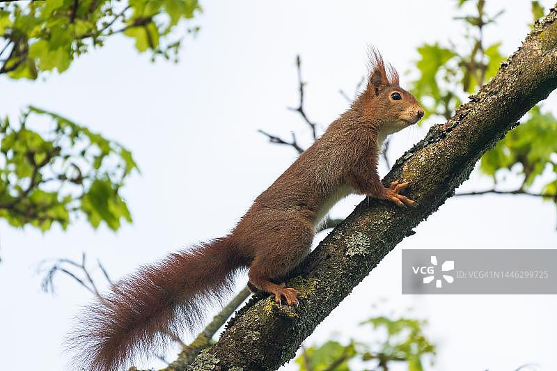 欧亚红松鼠在罗森施泰因公园图片素材