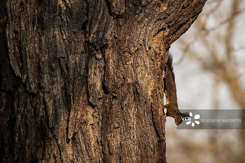 欧亚红松鼠（Sciurus vulgaris），德国巴登-符腾堡州罗森斯坦公园图片素材