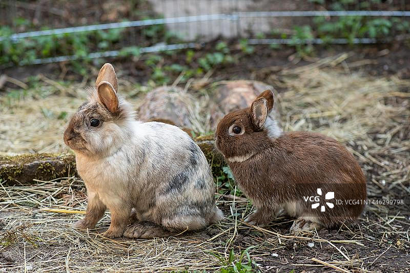 德国斯图加特花园里的狮子头兔和侏儒兔图片素材