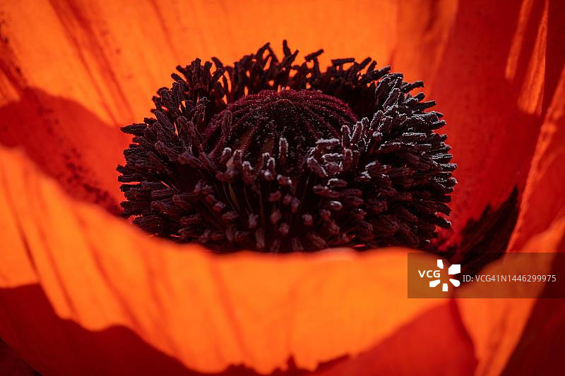 德国巴登-符腾堡州的东方罂粟花图片素材