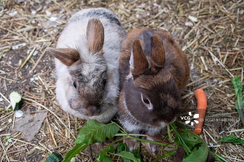 德国斯图加特花园里的狮子头兔和侏儒兔图片素材
