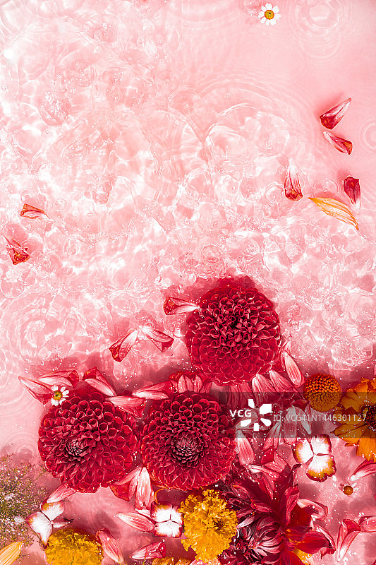 漂浮在水中的精美鲜花：向日葵、大丽花和康乃馨，2023年流行色图片素材