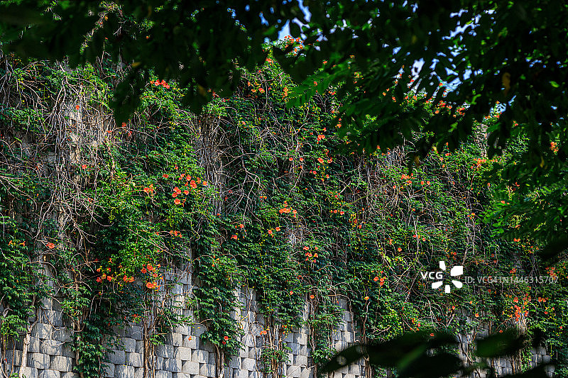 京畿道安山半月净水厂的凌霄花图片素材