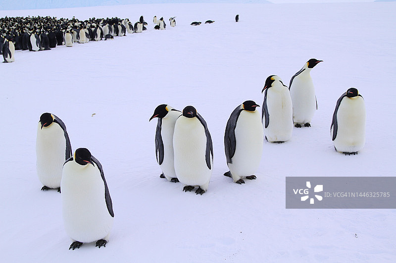 南极洲（奥斯特岩石附近）图片素材