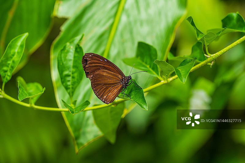 菲律宾保和省的蝴蝶图片素材