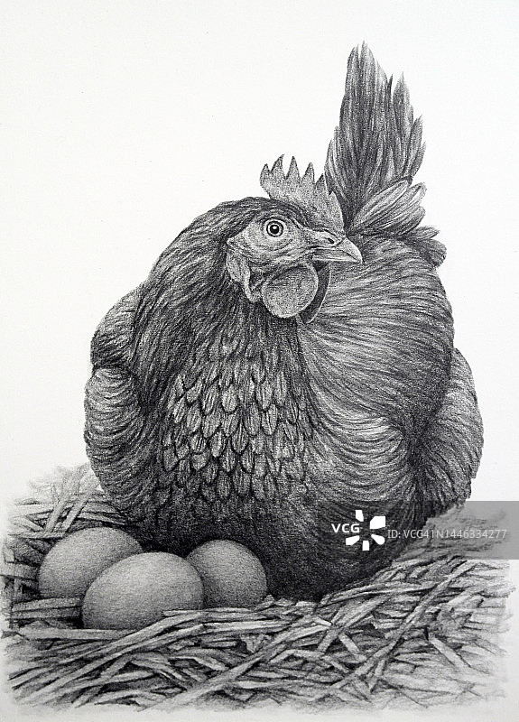 鸡、动物、插图、铅笔画图片素材