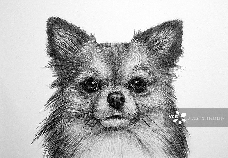 小狗动物铅笔画插画图片素材