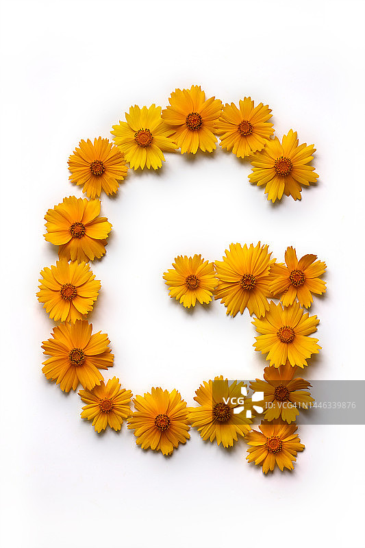 鲜花，野花，金鸡菊，黄色，顶角，正顶角，字母G，大写字母，静物，无人图片素材