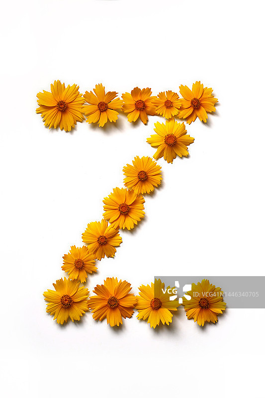 金色金鸡菊野花，Z字母静物图片素材