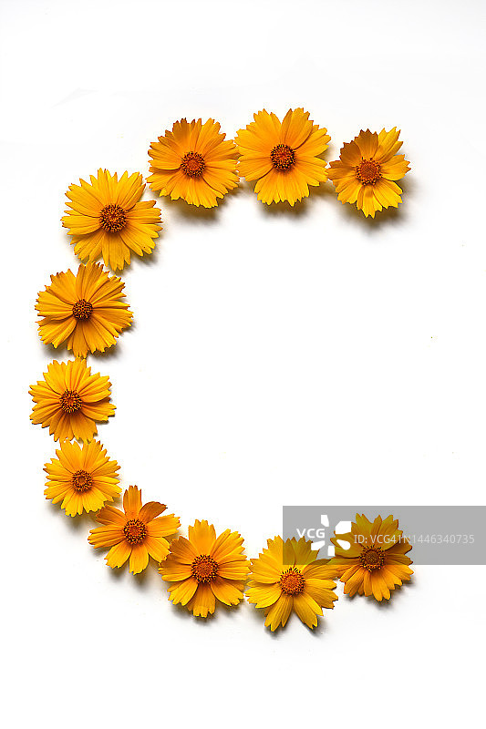 金鸡菊静物特写图片素材