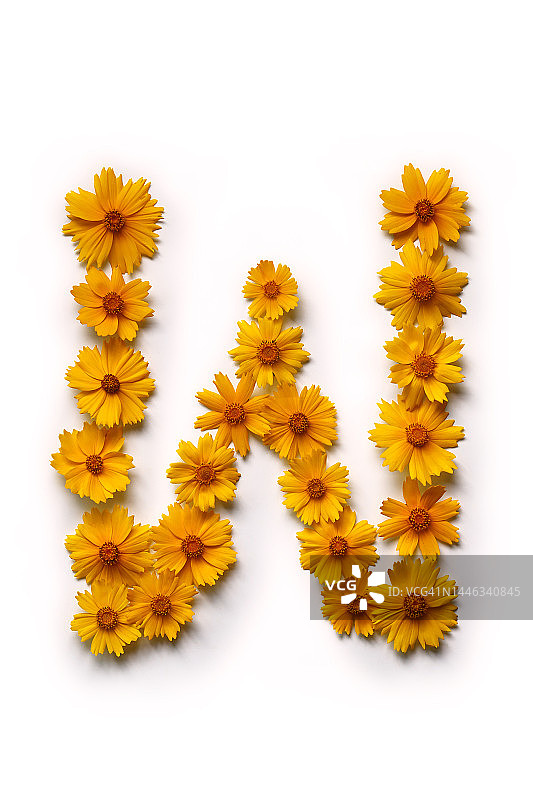 野花，金色金鸡菊，字母W静物图片素材