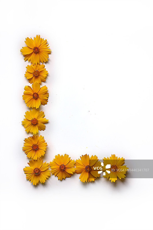 金色金鸡菊图片素材