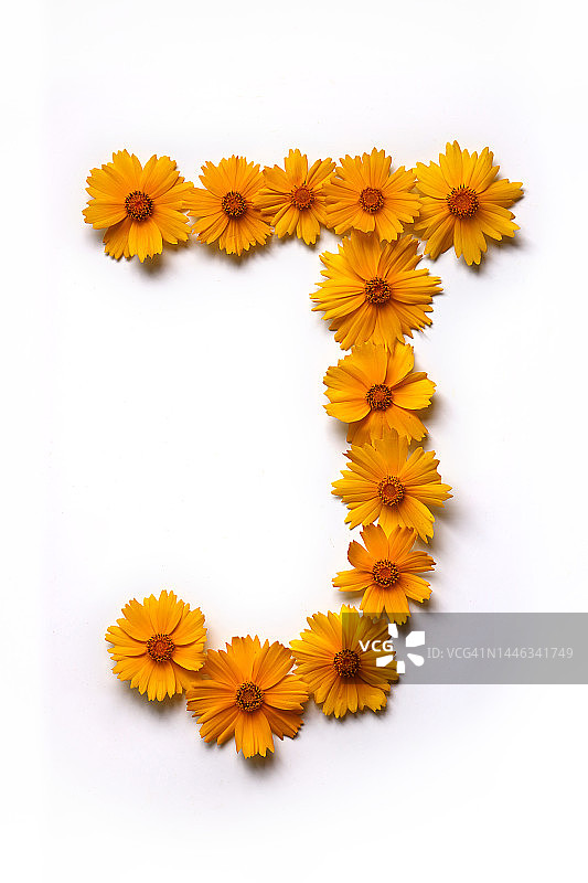 花朵、野花、金鸡菊、字母J图片素材