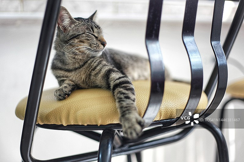 沉睡的猫图片素材