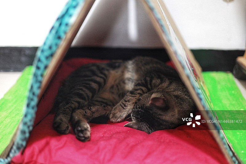 睡着的猫图片素材