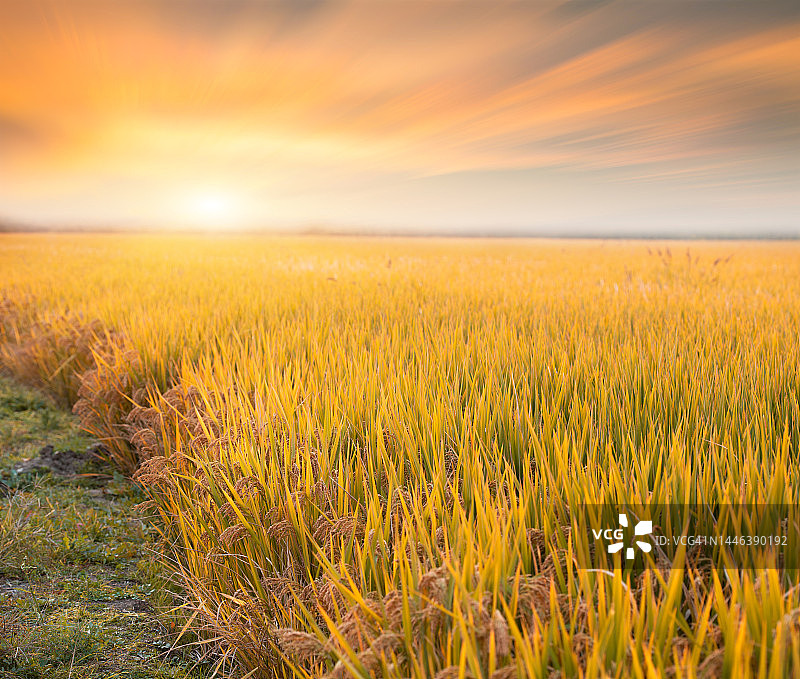 秋季清晨，晴空下即将成熟的稻田图片素材