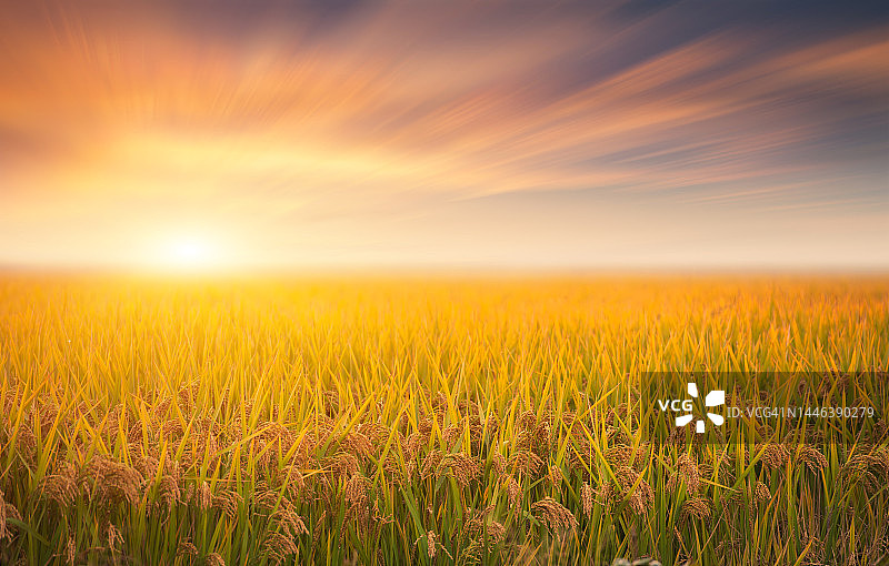 秋季清晨，晴空下即将成熟的稻田图片素材