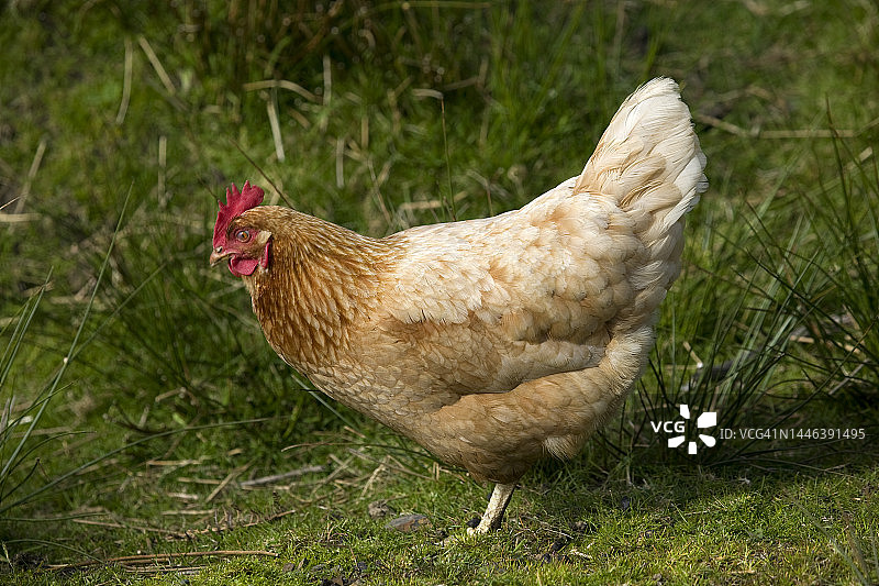 在草地上行走的母鸡图片素材