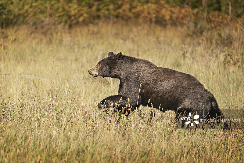 黑熊奔跑图片素材