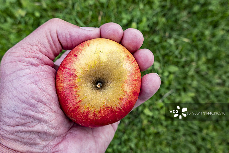 在草地上手持有机苹果图片素材
