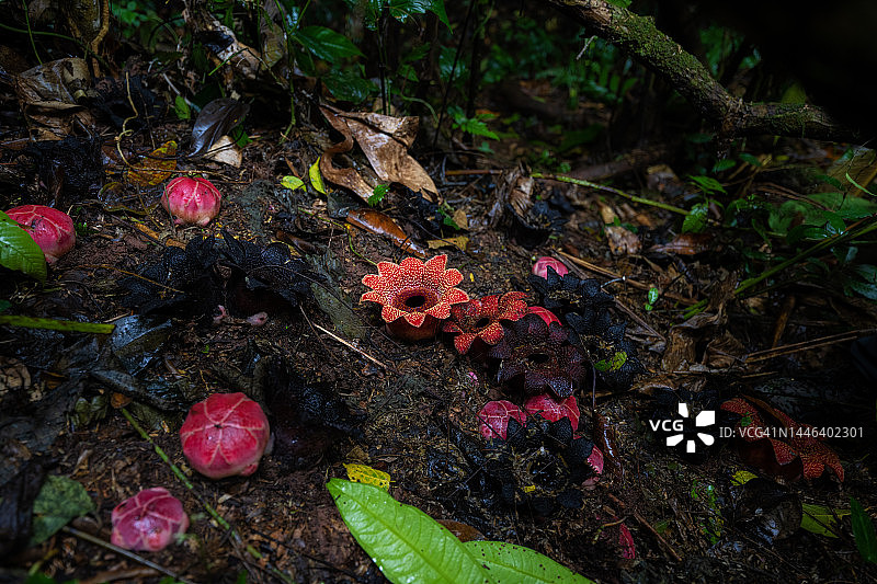 中国云南的寄生花图片素材