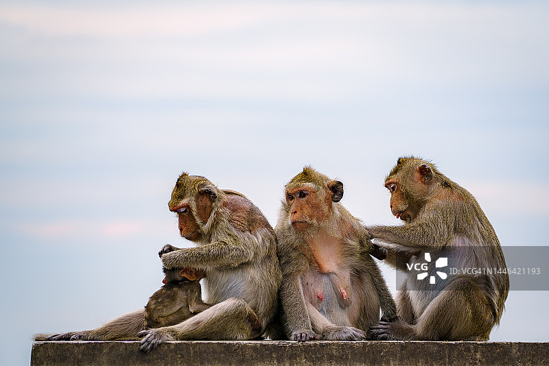 一群放松的猴子图片素材