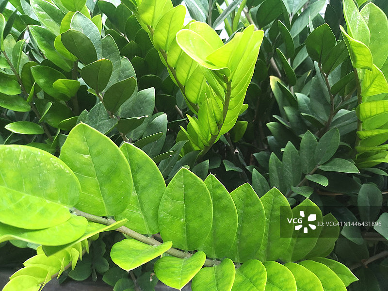 绿叶金钱树图片素材