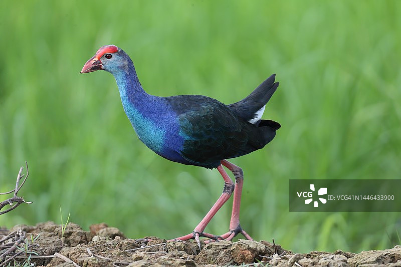 灰头紫水鸡图片素材