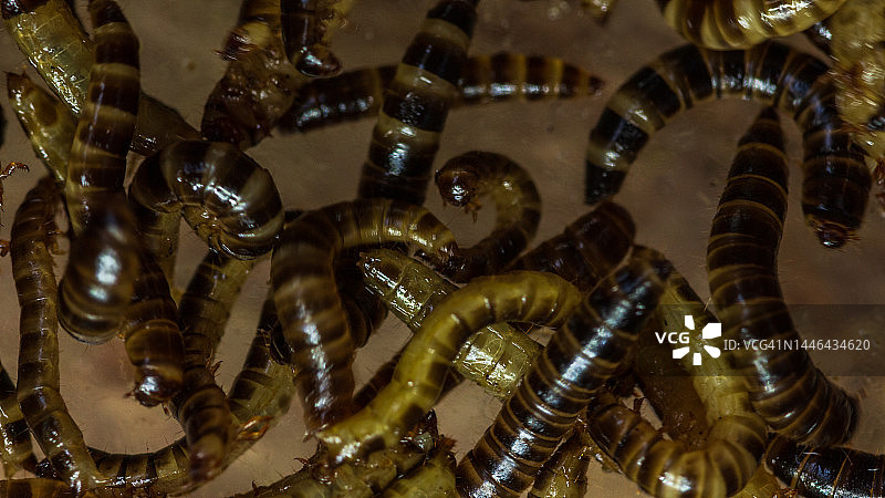 黄粉虫图片素材