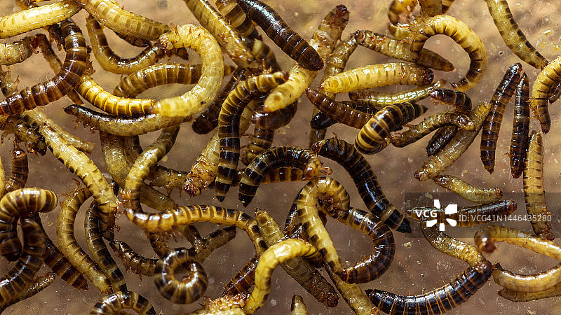 黄粉虫图片素材