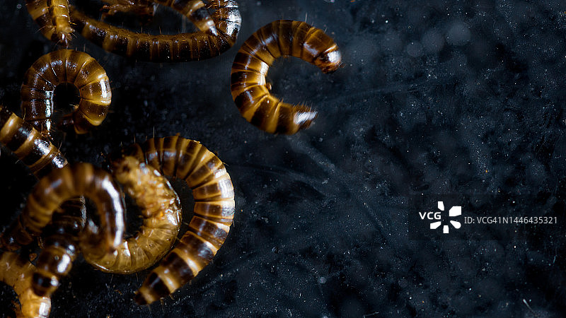 黄粉虫图片素材