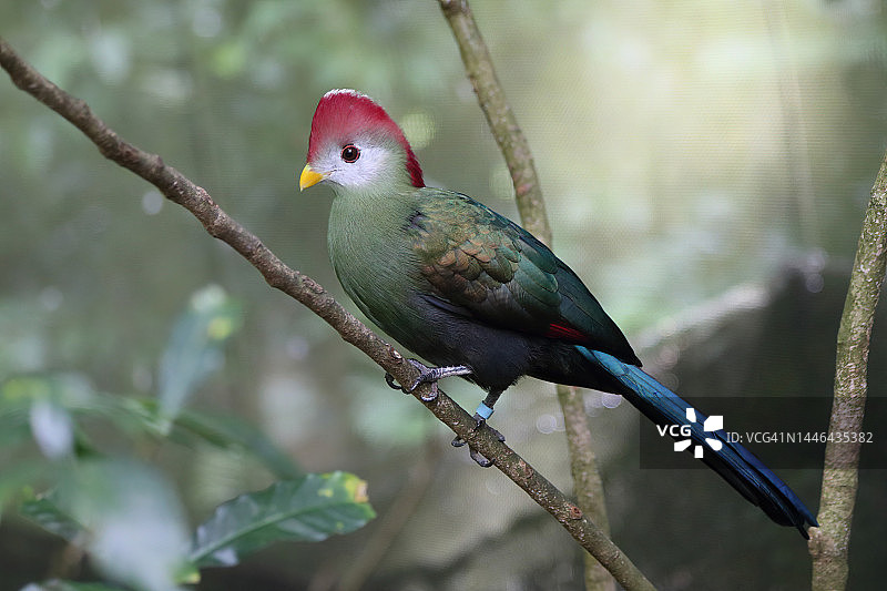 红冠蕉鹃（圈养）图片素材