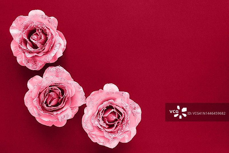 彩通2023年度代表色：万岁洋红玫瑰花背景，品牌及产品展示自然植物背景图片素材