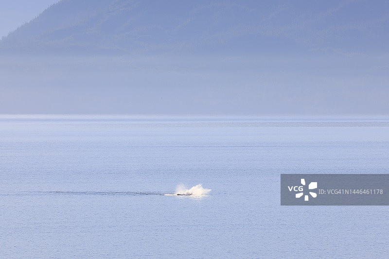 在野外浮出水面的鲸鱼远景图片素材